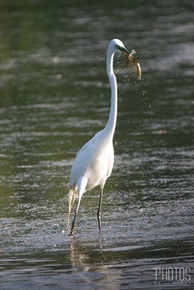 Great Egret