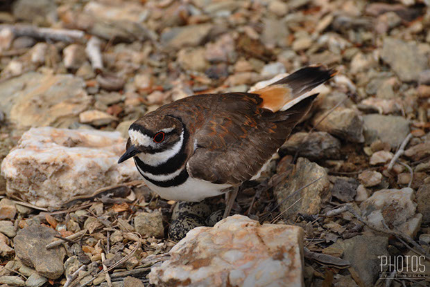 Killdeer