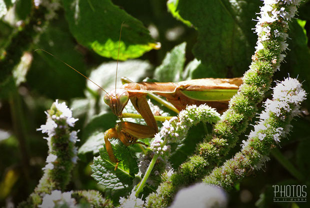 Praying Mantis