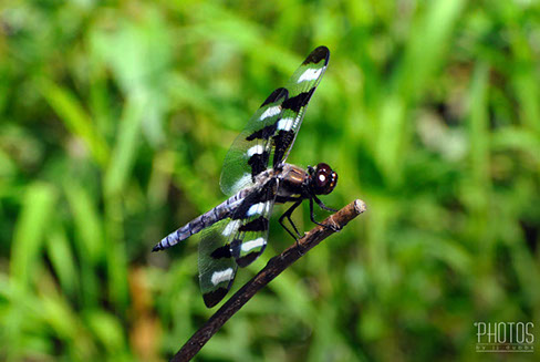 Twelve Spot Skimmer Dragonfly