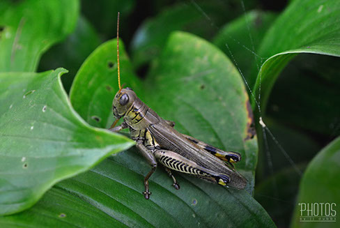 Differential Grasshopper