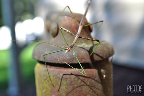 Northern Walkingstick