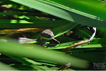 Northern Water Snake
