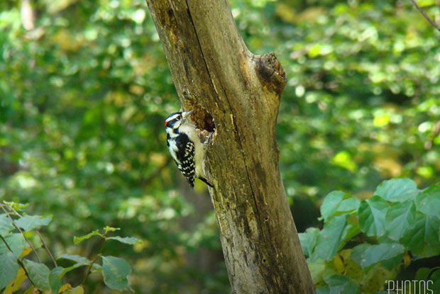 Hairy Woodpecker
