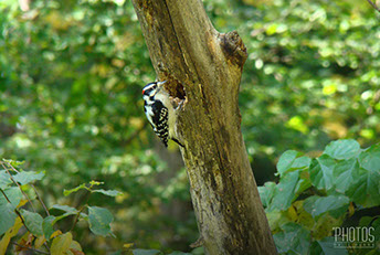 Hairy Woodpecker