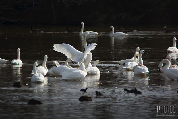 Tundra Swan