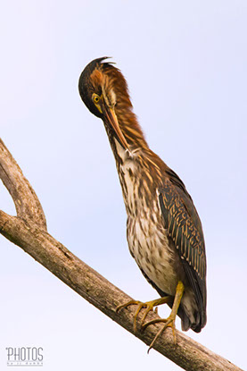 Green Heron