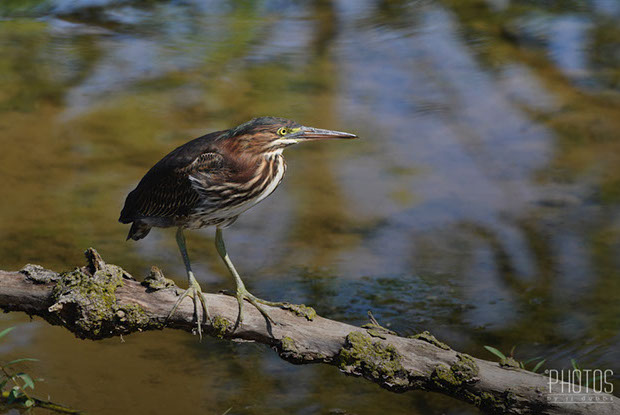 Green Heron