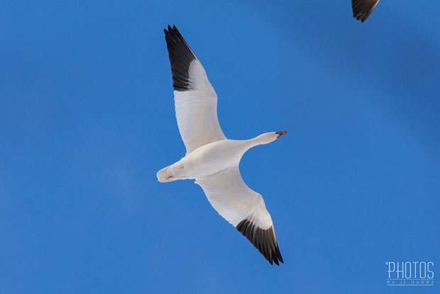 Snow Geese