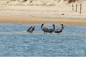 Cape Henlopen State Park, Brown Pelican