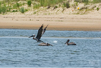 Cape Henlopen State Park, Brown Pelican