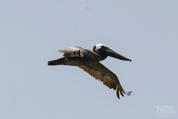 Cape Henlopen State Park, Brown Pelican