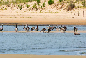 Cape Henlopen State Park, Brown Pelican