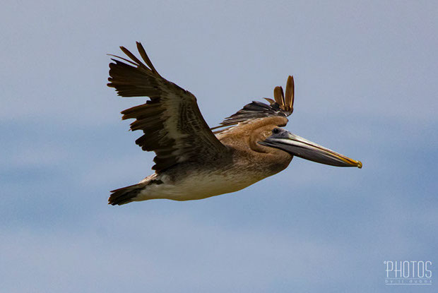 Cape Henlopen State Park, Brown Pelican