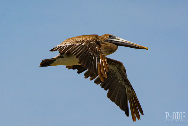 Brown Pelican