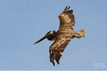 Cape Henlopen State Park, Brown Pelican