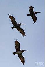 Cape Henlopen State Park, Brown Pelican