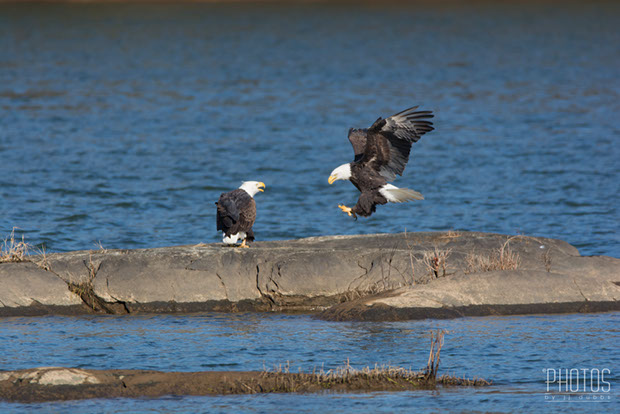 Bald Eagles