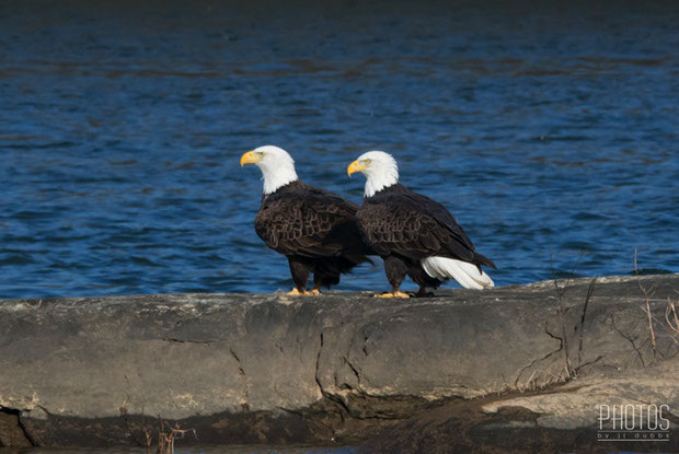 Bald Eagles