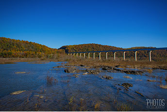 Northern Water Snake