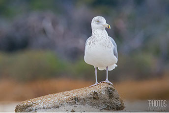 Chincoteague Island National Wildlife Refuge, Ring-Billed Gull
