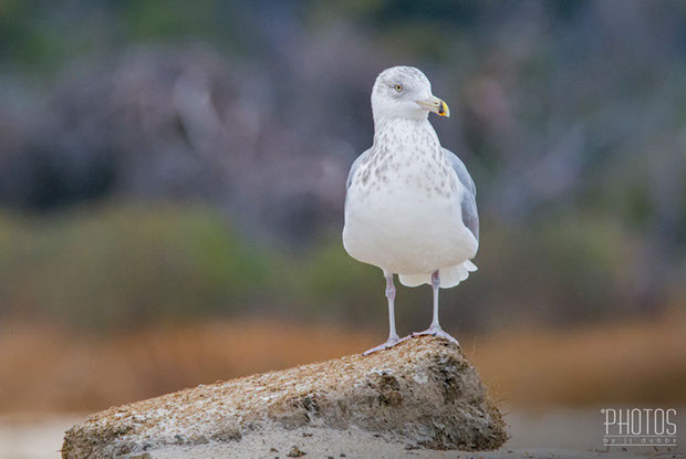 Ring-Billed Gull