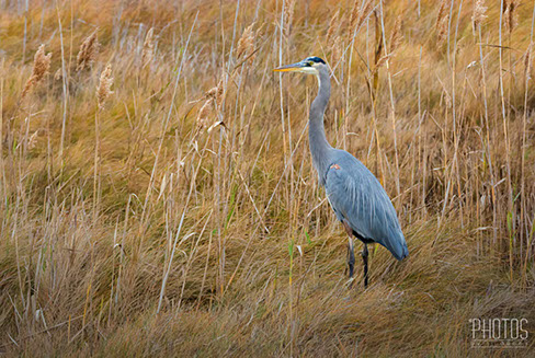 Great Blue Heron