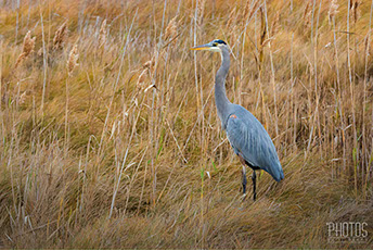 Chincoteague Island National Wildlife Refuge, Great Blue Heron
