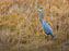 Chincoteague Island National Wildlife Refuge, Great Blue Heron