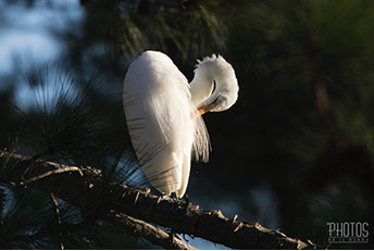 Chincoteague Island National Wildlife Refuge, Great Egret