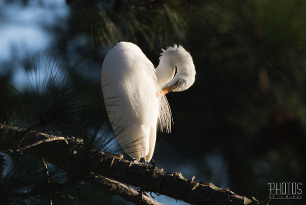 Chincoteague Island National Wildlife Refuge, Great Egret