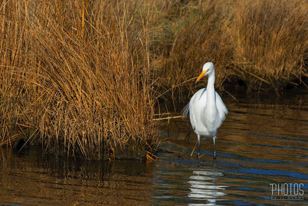 Chincoteague Island National Wildlife Refuge, Great Egret