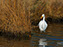 Chincoteague Island National Wildlife Refuge, Great Egret