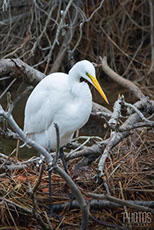 Great Egret