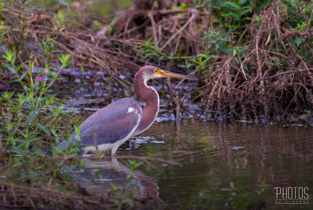 Tricolored Heron