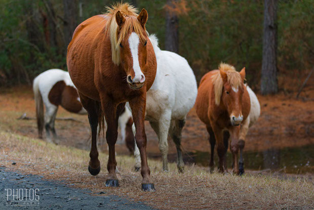 Chincoteague Island National Wildlife Refuge, Wild Pony