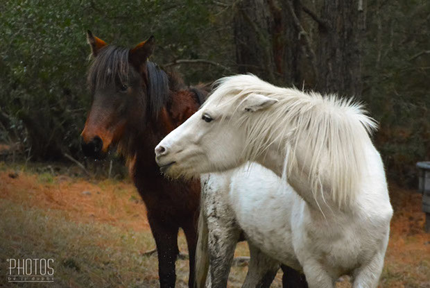 Chincoteague Island National Wildlife Refuge, Wild Pony