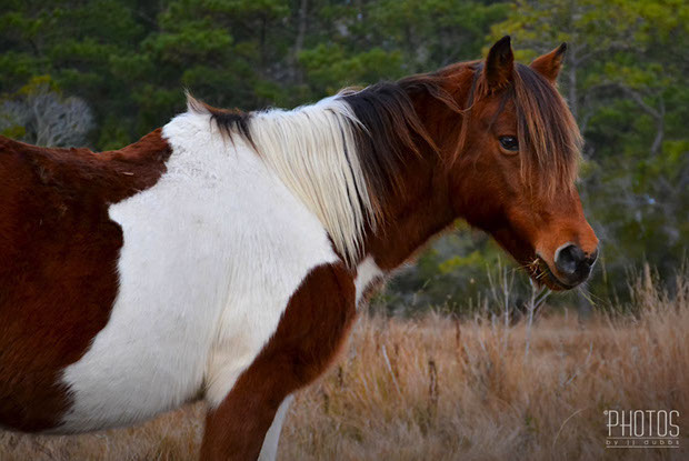 Chincoteague Wild Ponies
