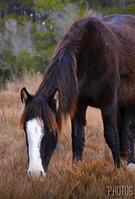 Chincoteague Island National Wildlife Refuge, Wild Pony