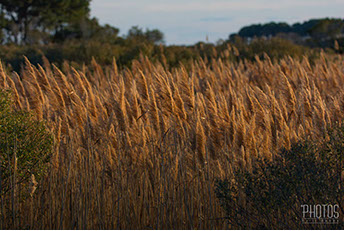 Chincoteague Island National Wildlife Refuge
