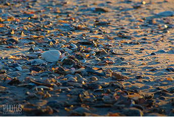 Chincoteague Island National Wildlife Refuge