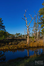 Chincoteague Island National Wildlife Refuge