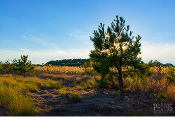 Chincoteague Island National Wildlife Refuge