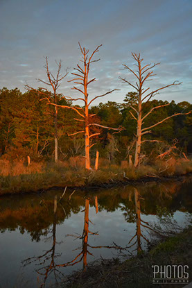 Chincoteague Island National Wildlife Refuge