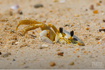 Cape Henlopen State Park, Fiddler Crab