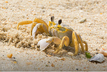 Cape Henlopen State Park, Fiddler Crab