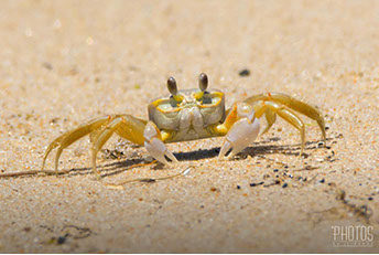 Cape Henlopen State Park, Ghost Crab
