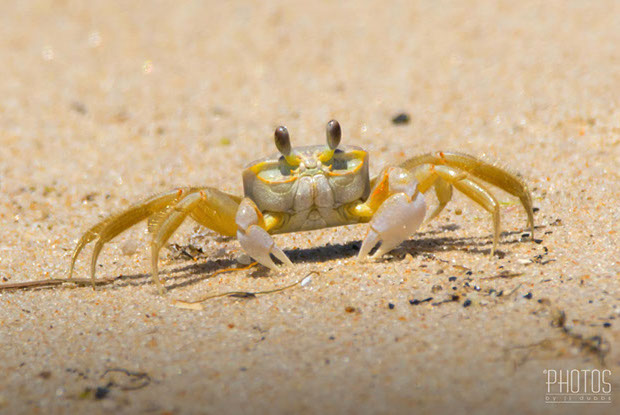 Cape Henlopen State Park, Ghost Crab