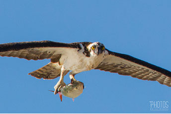 Osprey