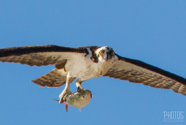 Osprey